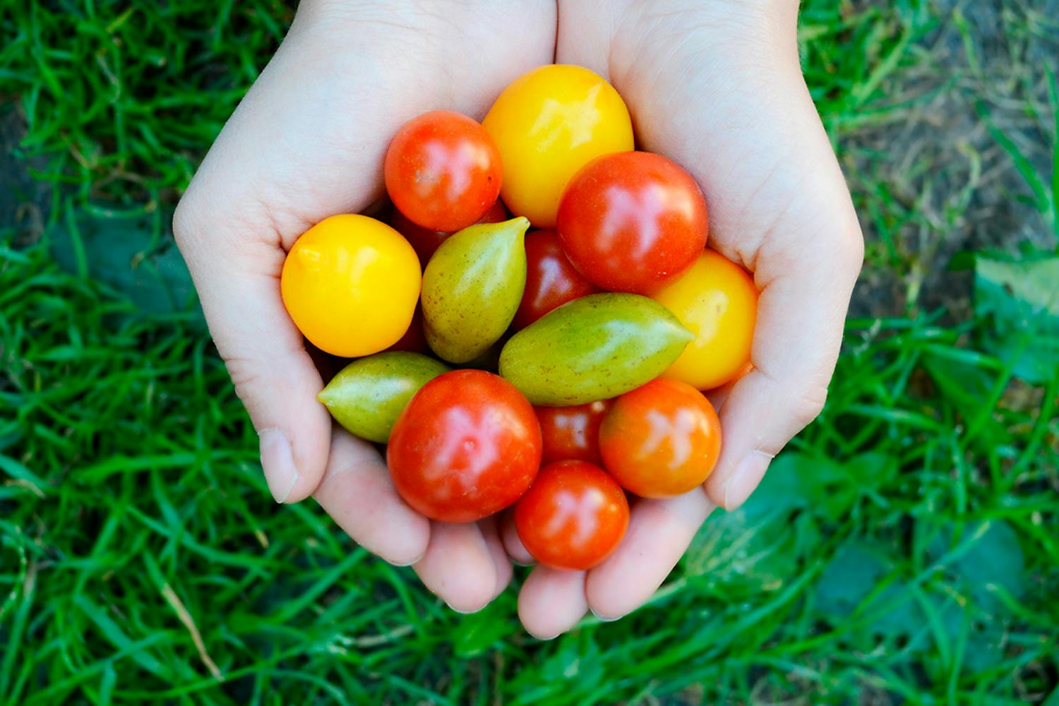 Itse kasvatetut tomaatit omista siemenistä Itse kasvatetut tomaatit omista siemenistä